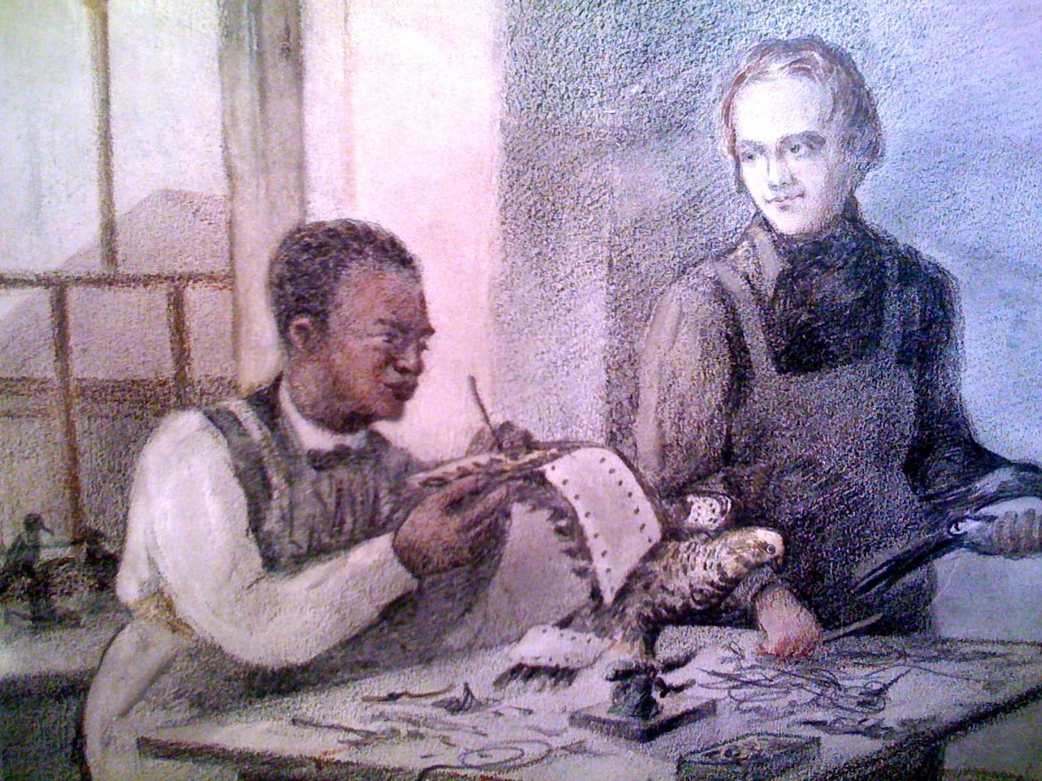 Рисунок, на котором изображен молодой Дарвин, изучающий таксидермию в Эдинбурге у Джона Эдмонстона
